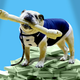 Illustration for article titled Study: Live Animal Mascots Are Worth Millions To College Football